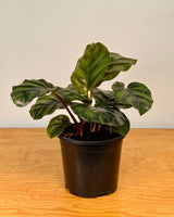 Calatheamfasciata Potted plant on a wooden surface with a plain background