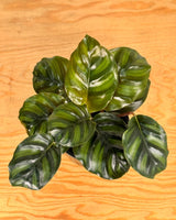 Calathea fasciata - Plant Daddy