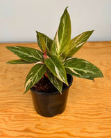 Stromanthe Magic Star Potted plant with green and white leaves on a wooden surface
