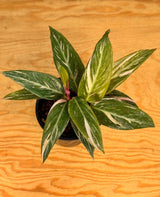 Stromanthe 'Magic Star' - Plant Daddy