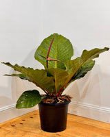 Anthurium hookerii 'Pink Ruffles' - Plant Daddy