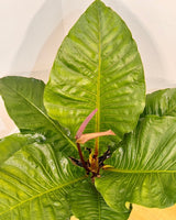 Anthurium hookerii 'Pink Ruffles' - Plant Daddy