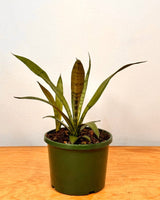 Sansevieria trifasciata - Plant Daddy