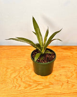Sansevieria trifasciata - Plant Daddy