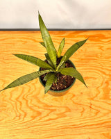 Sansevieria trifasciata - Plant Daddy
