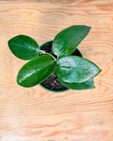 Hoya macrophylla - Plant Daddy