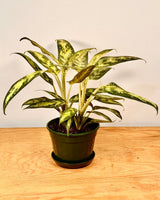Aglaonema commutatum ‘Pseudobracteatum’ - Plant Daddy