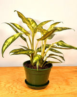 Aglaonema commutatum ‘Pseudobracteatum’ - Plant Daddy