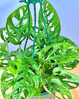 Monstera adansonii (Monkey Mask) - Plant Daddy