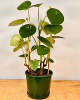 Peperomia polybotrya (Coin Leaf) - Plant Daddy