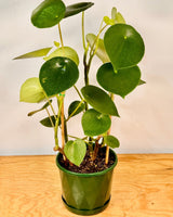 Peperomia polybotrya (Coin Leaf) - Plant Daddy