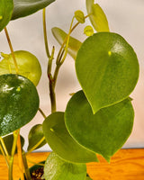 Peperomia polybotrya (Coin Leaf) - Plant Daddy