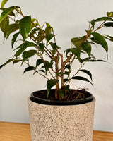 Ficus benjamina - Plant Daddy