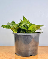 Sansevieria 'Hahnii' - Plant Daddy