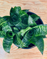 Sansevieria 'Hahnii' - Plant Daddy