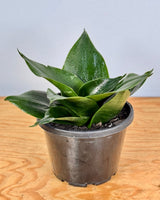 Sansevieria ‘Hahnii Jade’ - Plant Daddy