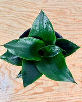 Sansevieria ‘Hahnii Jade’ - Plant Daddy