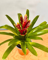 Vriesea mix (Bromeliad) - Plant Daddy