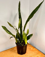 Sansevieria hyacinthoides - Plant Daddy
