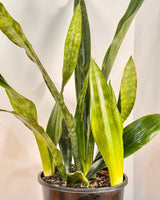 Sansevieria hyacinthoides - Plant Daddy