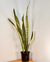 Sansevieria trifasciata ‘Laurentii’ (Snake plant) - Plant Daddy