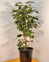 Ficus benjamina - Plant Daddy