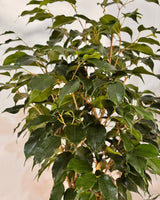 Ficus benjamina - Plant Daddy