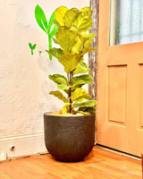 Crete Stone Egg Pot - Plant Daddy