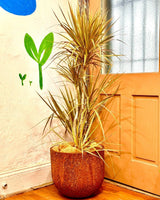 Dracaena marginata mix - Plant Daddy