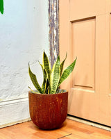 Crete Stone Egg Pot - Plant Daddy