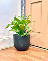 Crete Stone Egg Pot - Plant Daddy