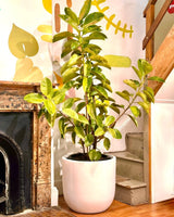 Potted plant in a room with a fireplace and decorative wall.