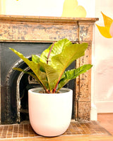 Potted plant in front of a fireplace with decorative elements