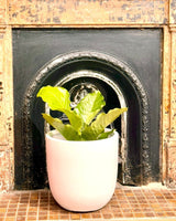 Potted plant in front of a fireplace with a black arch