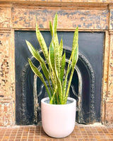 Milano Lightweight Pot - Plant Daddy