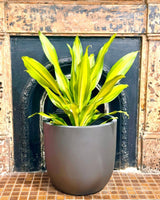 Potted plant in front of a fireplace with a tiled hearth