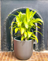 Milano Lightweight Pot - Plant Daddy