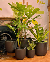 Collection of potted plants in front of a fireplace