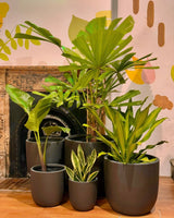 Collection of potted plants in front of a fireplace with decorative elements.