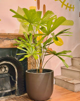 Potted plant in a room with a fireplace and decorative wall.
