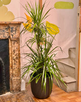 Dracaena marginata mix - Plant Daddy