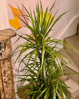 Dracaena marginata mix - Plant Daddy