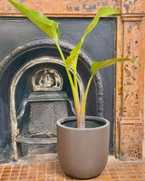 Milano Lightweight Pot - Plant Daddy