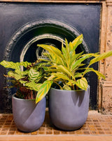 Milano Lightweight Pot - Plant Daddy