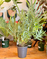 Phlebodium aureum (Blue Star Fern) - Plant Daddy