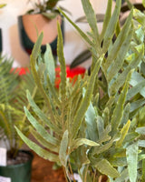 Phlebodium aureum (Blue Star Fern) - Plant Daddy