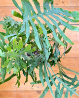 Phlebodium aureum (Blue Star Fern) - Plant Daddy