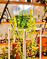 Aeschynanthus sp - Plant Daddy