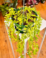 Aeschynanthus sp - Plant Daddy