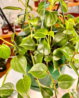 Peperomia scandens ‘Jade’ - Plant Daddy